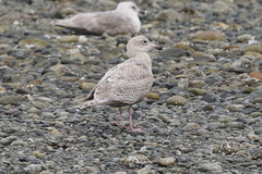 Larus argentatus × hyperboreus