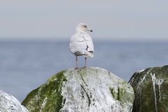 Larus argentatus × hyperboreus
