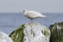 Larus argentatus × hyperboreus