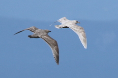 Larus argentatus × hyperboreus