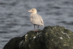 Larus argentatus × hyperboreus