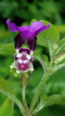 Cuphea calaminthifolia