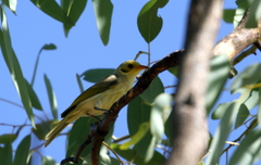 Ptilotula flavescens