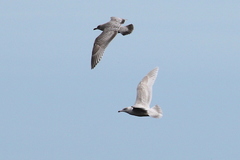 Larus argentatus × hyperboreus