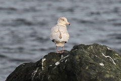 Larus argentatus × hyperboreus