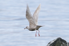 Larus argentatus × hyperboreus