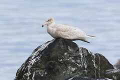 Larus argentatus × hyperboreus