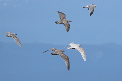 Larus argentatus × hyperboreus