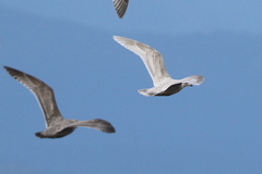 Larus argentatus × hyperboreus