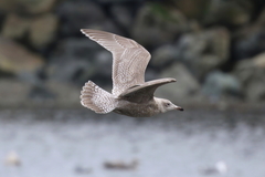 Larus argentatus × hyperboreus