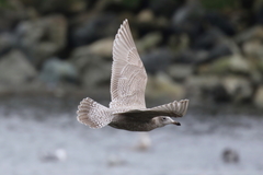 Larus argentatus × hyperboreus