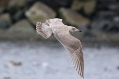 Larus argentatus × hyperboreus