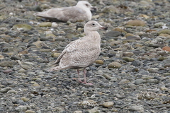 Larus argentatus × hyperboreus
