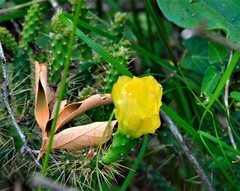 Opuntia pubescens