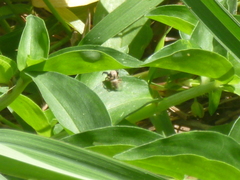 Habronattus paratus
