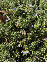 Apis mellifera