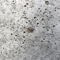Menemerus semilimbatus