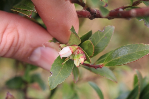 Image of Vaccinium consanguineum by no rights reserved