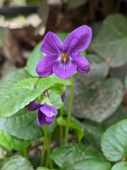 Viola odorata