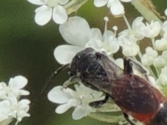 Sphecodes heraclei heraclei
