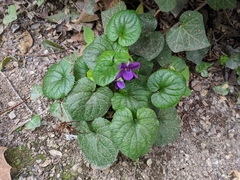 Viola odorata