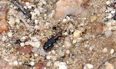Cicindelina