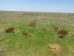 Rheum tataricum