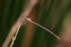 Platycnemis subdilatata