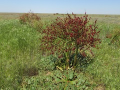 Rheum tataricum