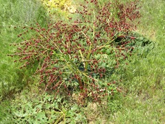 Rheum tataricum