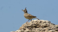 Galerida cristata