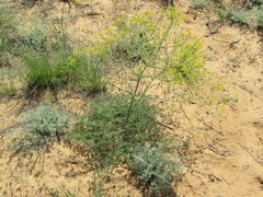 Ferula caspica