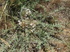 Astragalus dolichophyllus