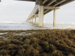 Sargassum natans