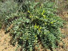Astragalus longipetalus