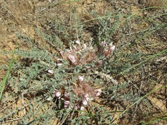 Astragalus dolichophyllus