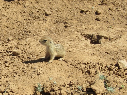 Little Ground Squirrel