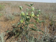 Astragalus vulpinus