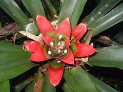 Nidularium innocentii