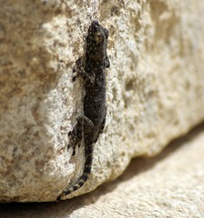 Ptyodactylus puiseuxi