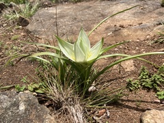 Colchicum striatum