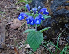 Scutellaria pseudocoerulea