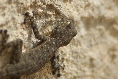 Ptyodactylus puiseuxi