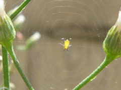 Araneidae