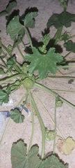 Malva parviflora