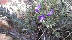 Astragalus cruckshanksii