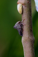 Telamonini