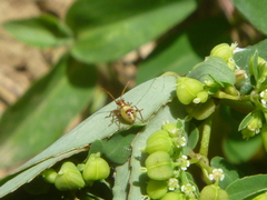 Hemiptera
