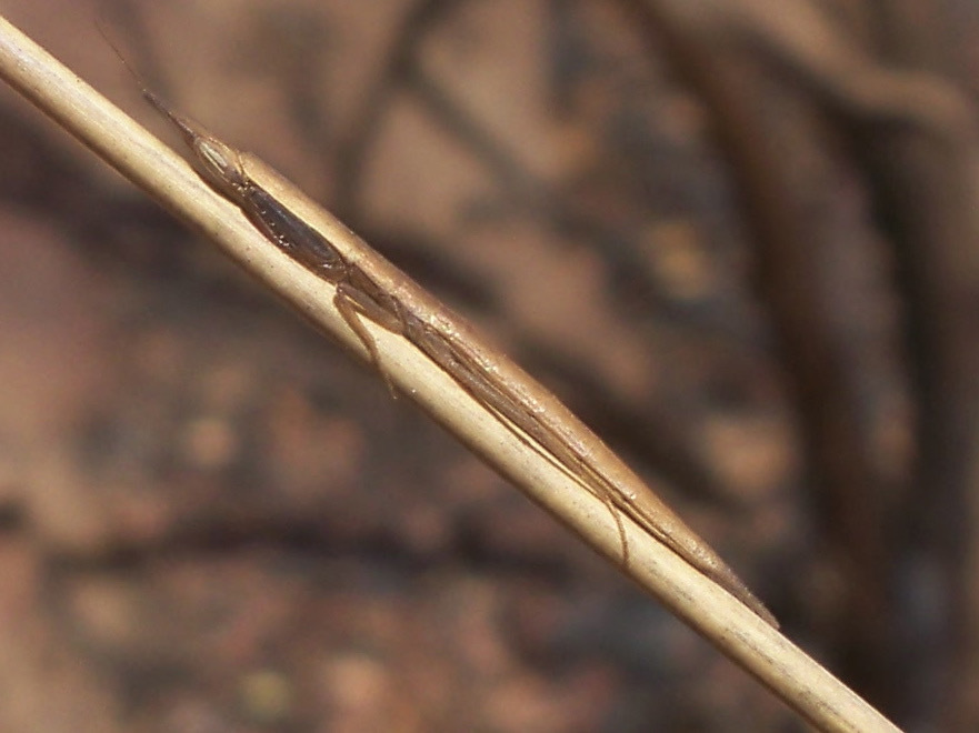 Pyrgomantis pallida