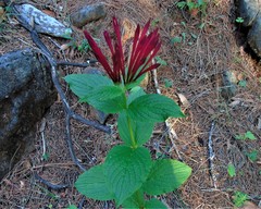 Spigelia longiflora